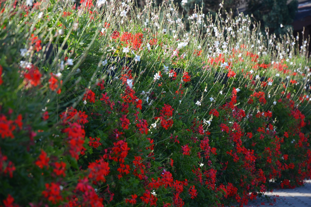 Dużo wież kwiatowych wypełnionych czerwonymi pelargoniami i białymi długimi gaurami