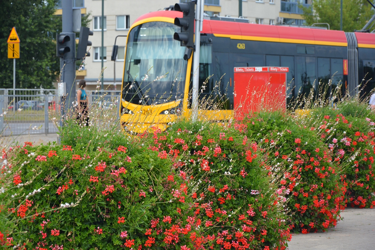 Wieże kwiatowe z czerwonymi pelargoniami, na drugim planie przejeżdża tramwaj