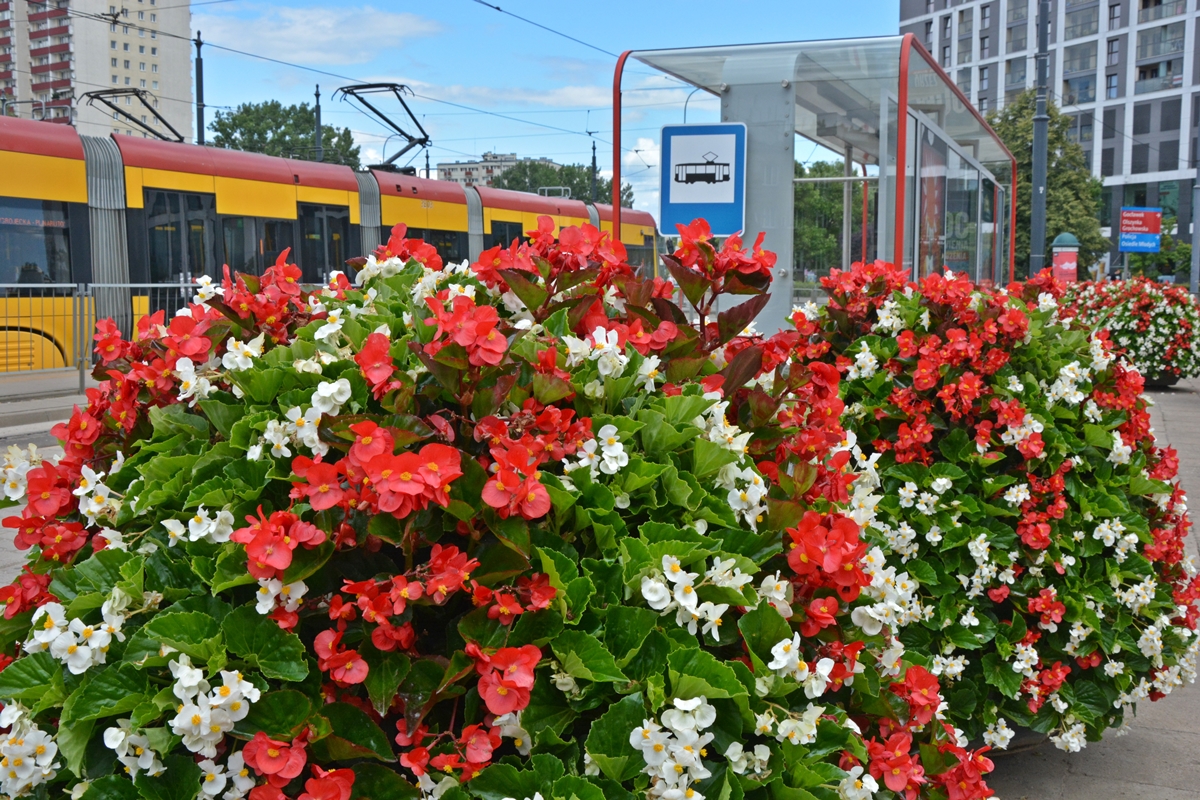 Przystanek tramwajowy, na pierwszym planie wieże kwiatowe z białymi i czerwonymi begoniami, na drugim planie wiata, z lewej strony tramwaj