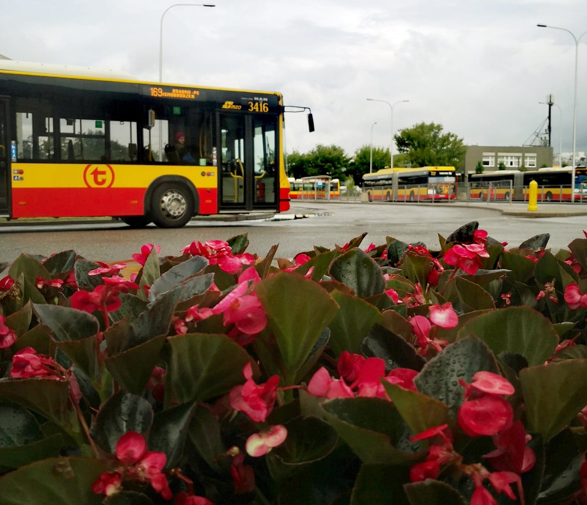 Czerwone begonie na pętli Bródno-Podgrodzie, w tle autobusy