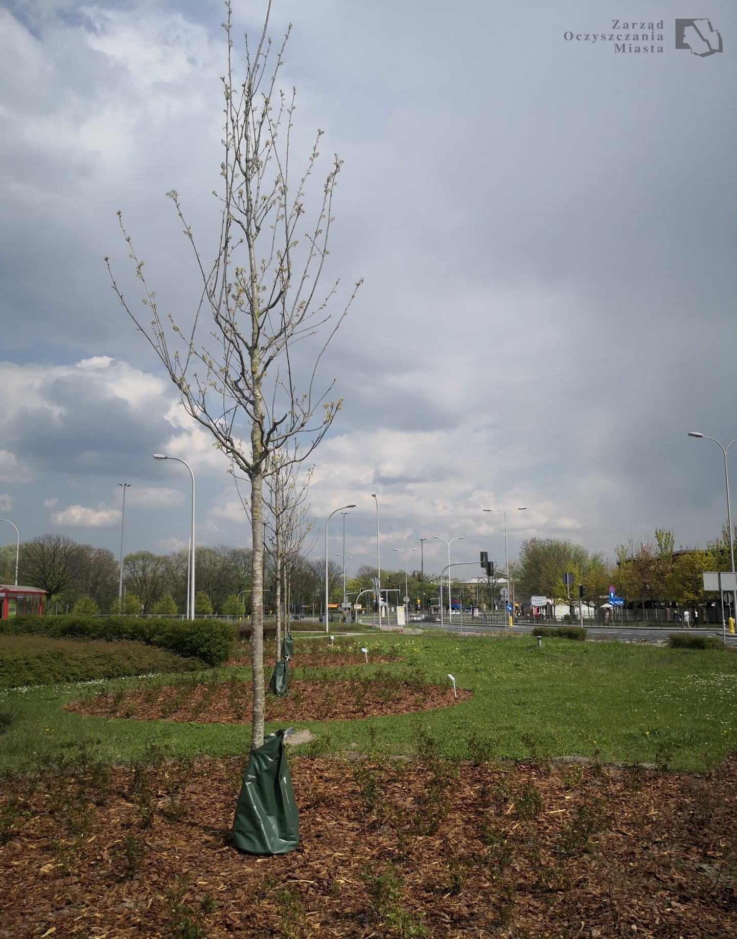 Nowe drzewa wokół których posadzone są krzewy róż - pętla Metro Marymont, w tle ulica.