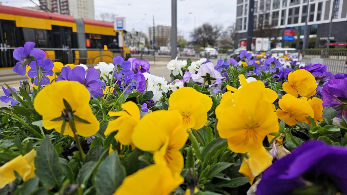 Na pierwszym planie kolorowe bratki, w tle tramwaj na przystanku