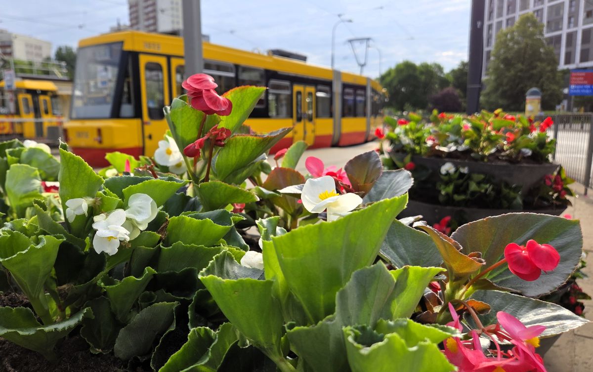 Piętrowe kwietniki z begoniam stoją na przystanku, w tle odjeżdża tramwaj