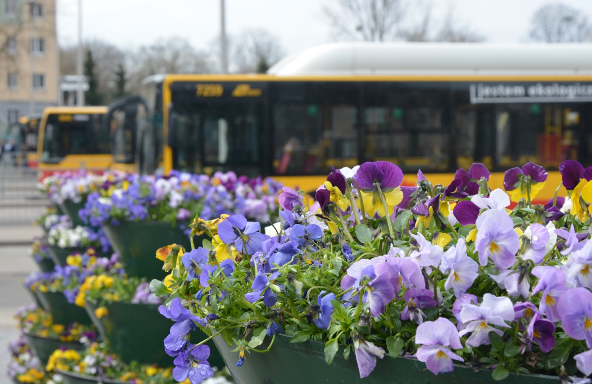 Kwietniki-wieże wypełnione kolorowymi bratkami, w tle kilka autobusów miejskich