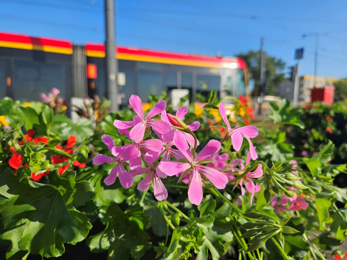 Piętrowe kwietniki z pelargoniami na przystanku, w tle przejeżdża tramwaj