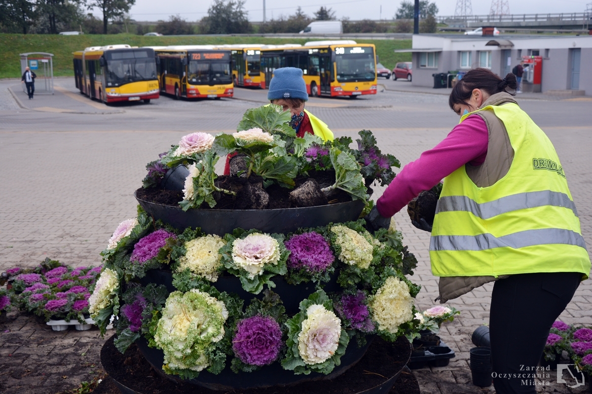 Pracownice firmy ogrodniczej sadzą kapustę ozdobną na pętli autobusowej