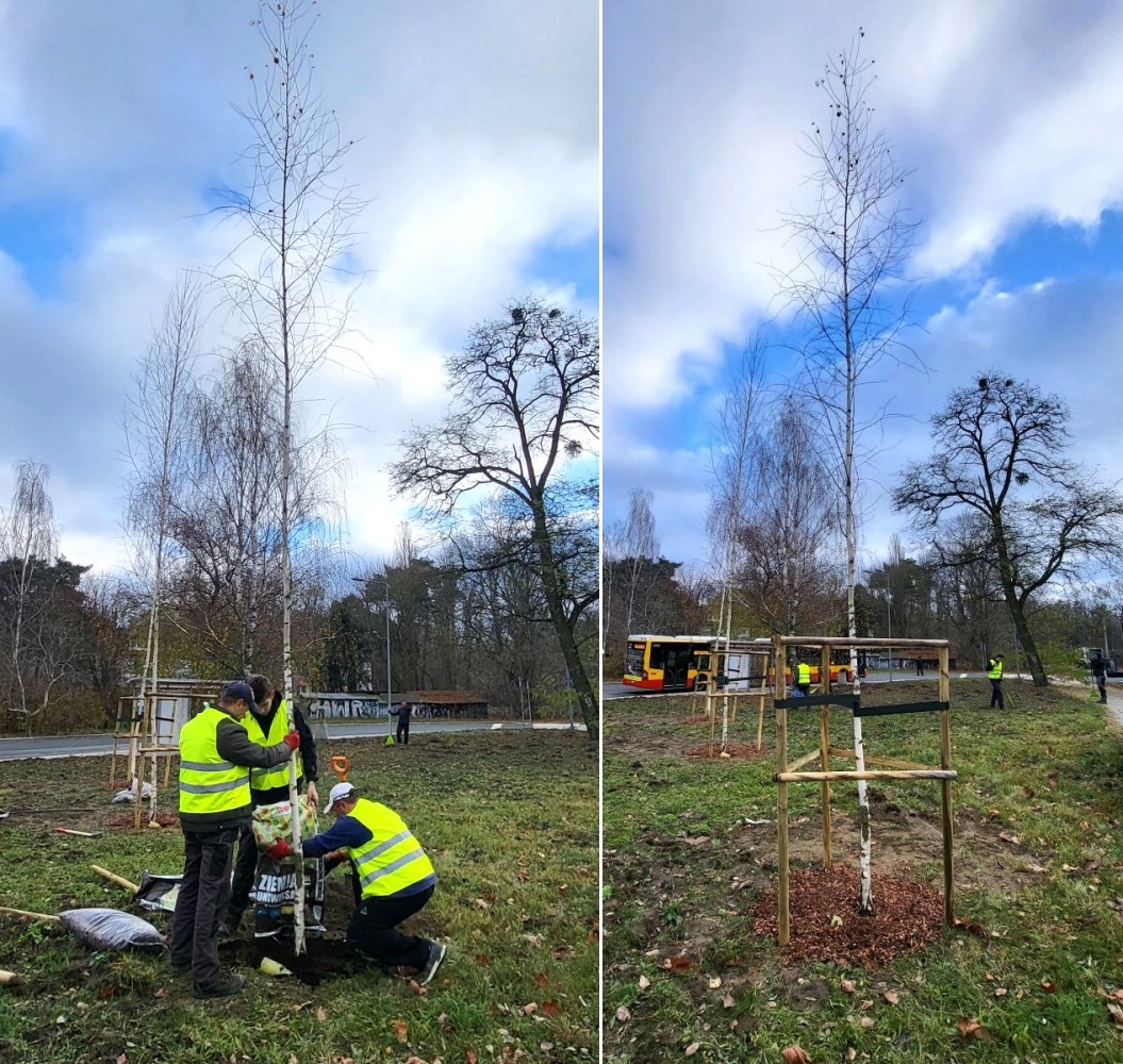 Dwa połączone zdjęcia, na pierwszym ekipa ogrodników sadzi młodą, wysoką brzozę, na drugim drzewo jest już posadzone, w tle przystanek autobusowy
