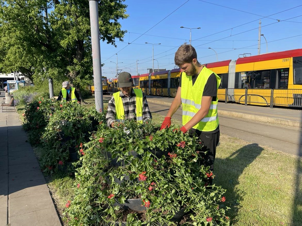 Pracownicy firmy ogrodniczej sadzą kwiaty w pięrowym kwietniku, w tle tramwaj