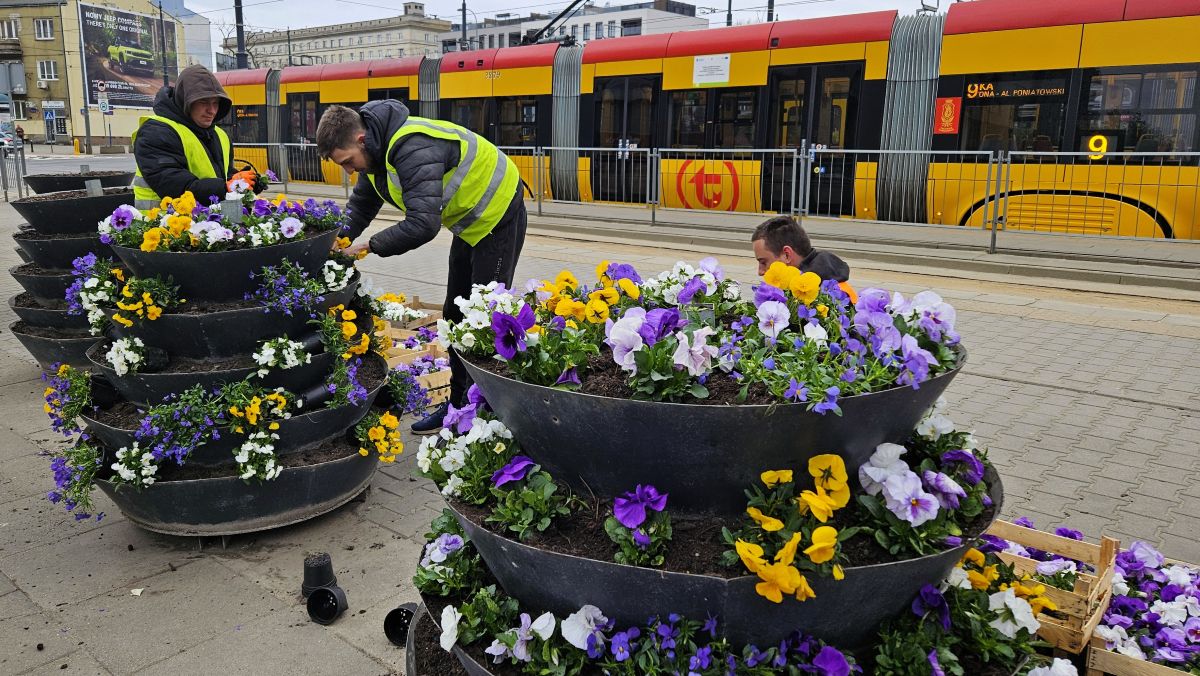 Ekipa ogrodnicza sadzi bratki w piętrowych kwietnikach na pętli Wiatraczna