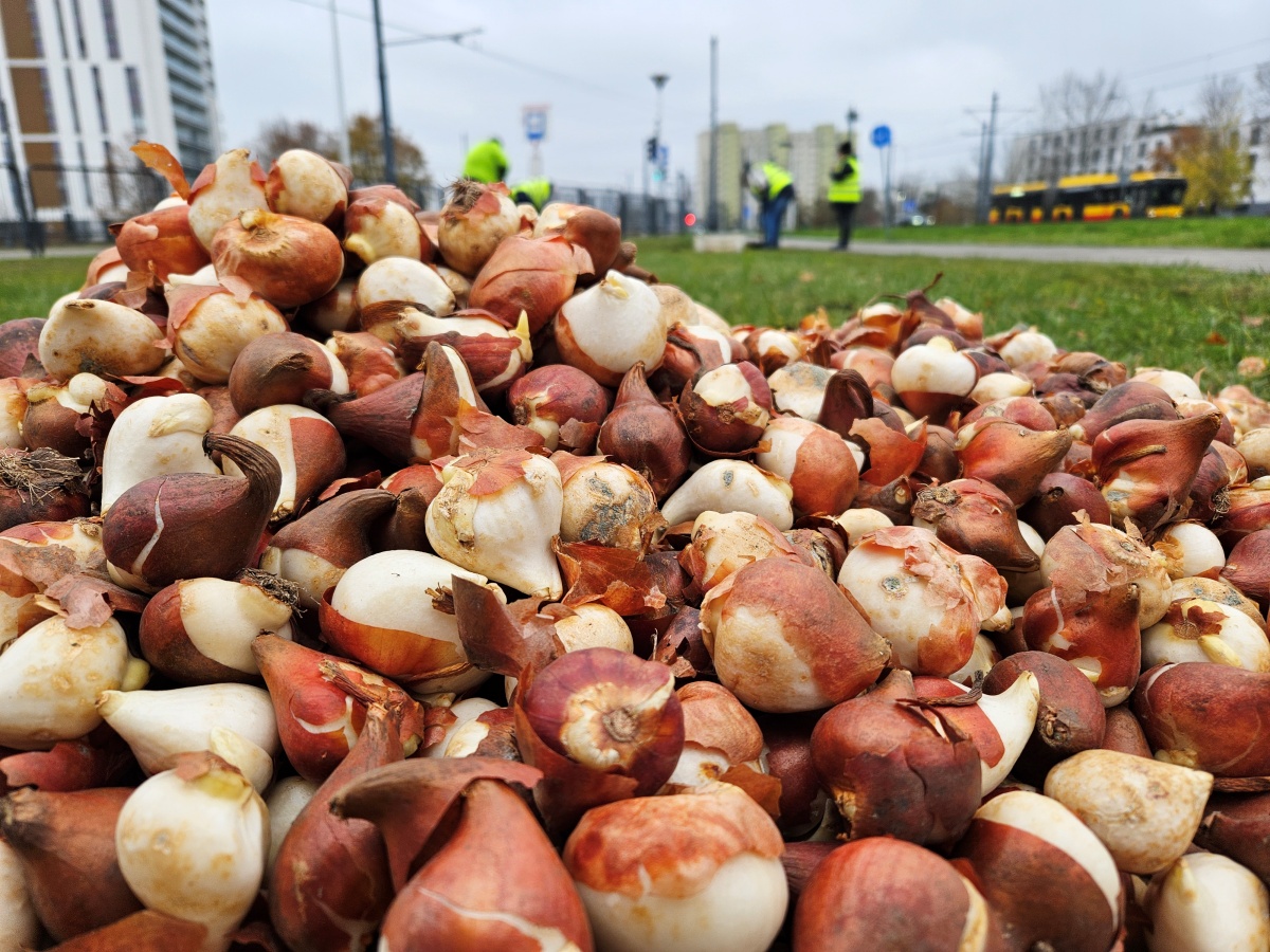 Dużo cebul tulipanów, w tle ekipa ogrodnicza, która je sadzi