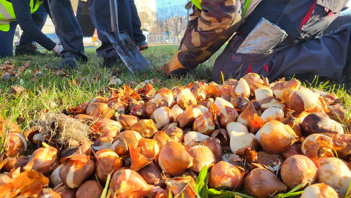 Na pierwszym planie cebulki tulipanów leżą na trawie, na drugim ekipa ogrodnicza sadzi cebulki w ziemi, widać tylko ich dłonie i nogi