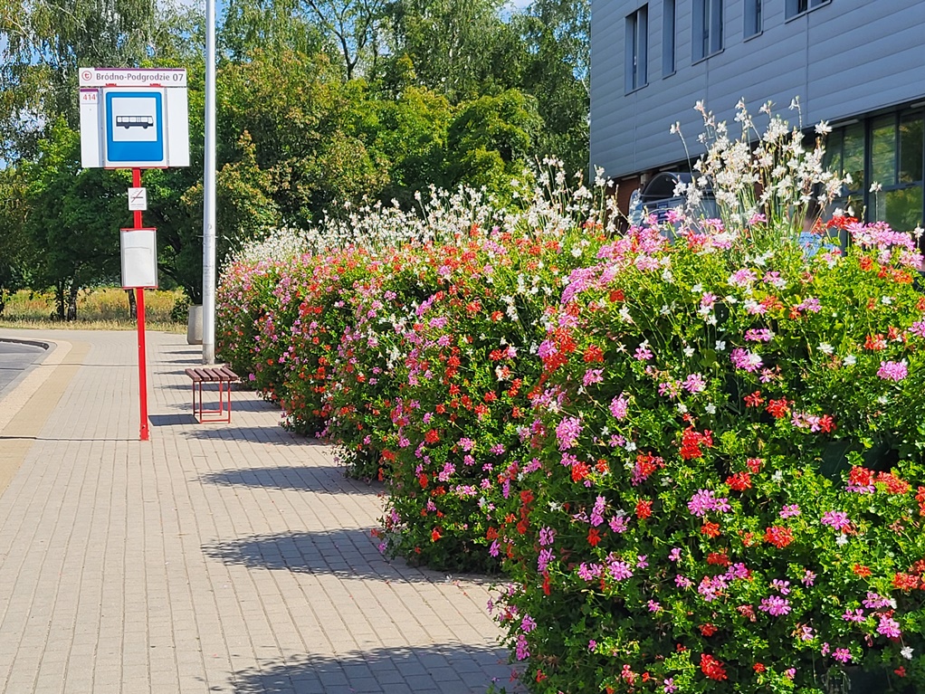 Przystanek autobusowy, po prawej stronie piętrowe kwietniki wypełnione pelargoniami