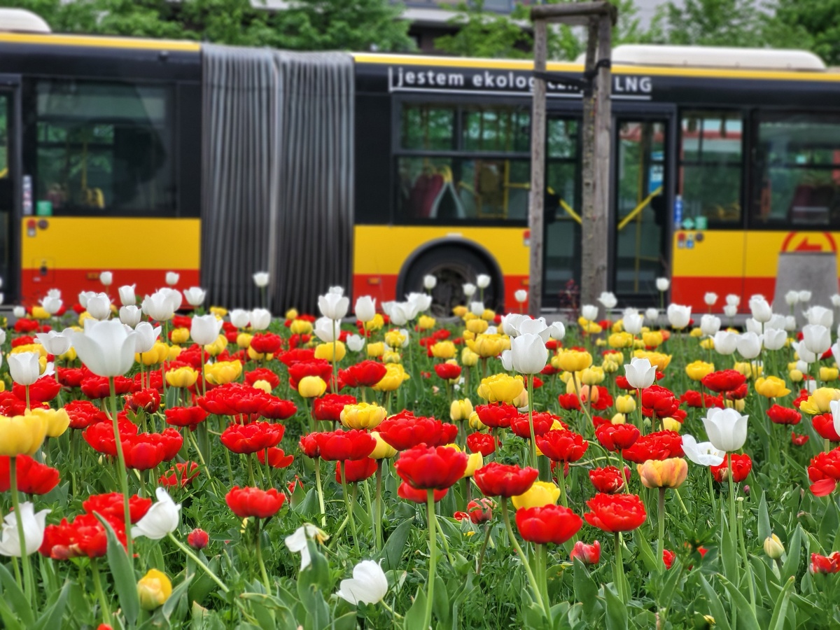 Na pierwszym planie trawnik z różnokolorowymi tulipanami, w tle autobus