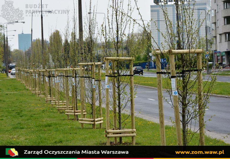 Nowe młode drzewa zasadzone wzdłuż ul. Mickiewicza