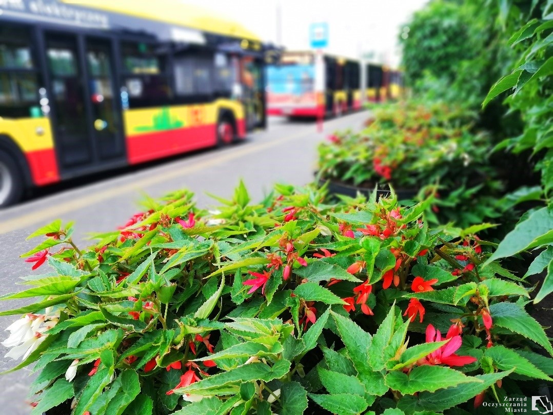 Na pierwszym planie obfite liście begonii boliwijskiej, czerwone kwiaty, w tle autobusy.