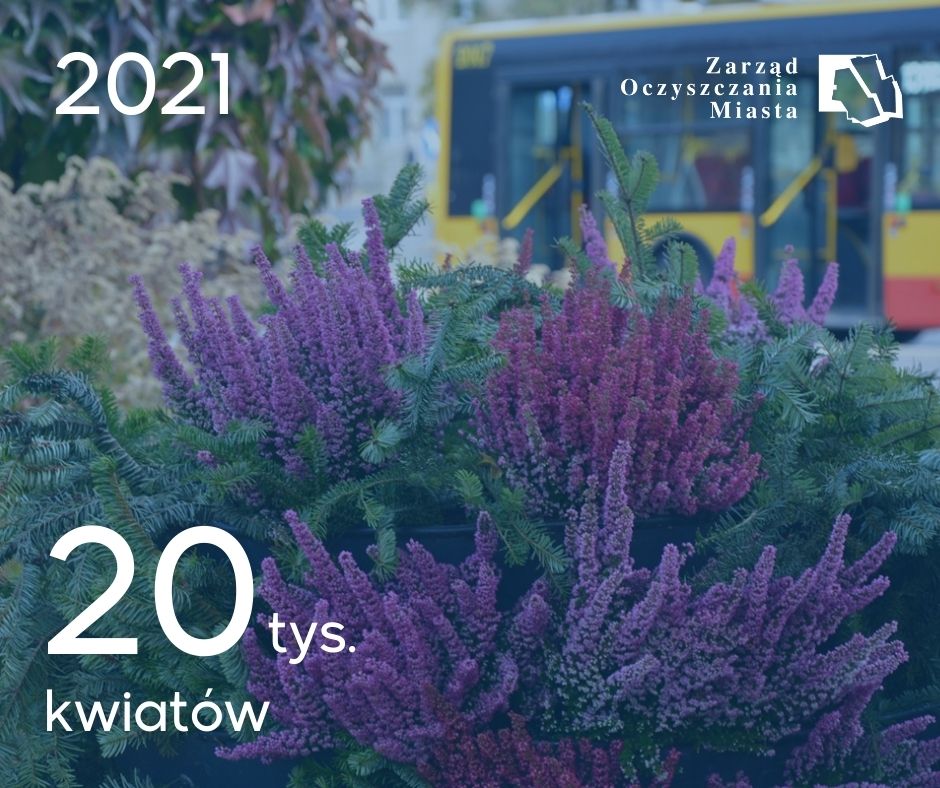 Zdjęcie - fioletowe i różowe wrzośce, w tle autbus i dane: 2021, 20 tys. kwiatów. Na górze po prawej stronie logotyp Zarządu Oczyszczania Miasta