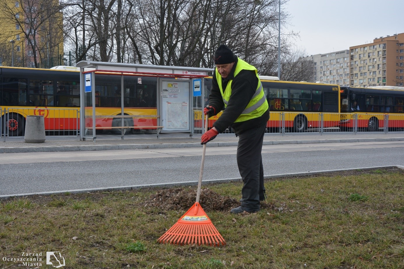 Pracownik firmy ogrodniczej grabi trawnik na pętli komunikacji miejskiej, w tle przystanek i autobusy