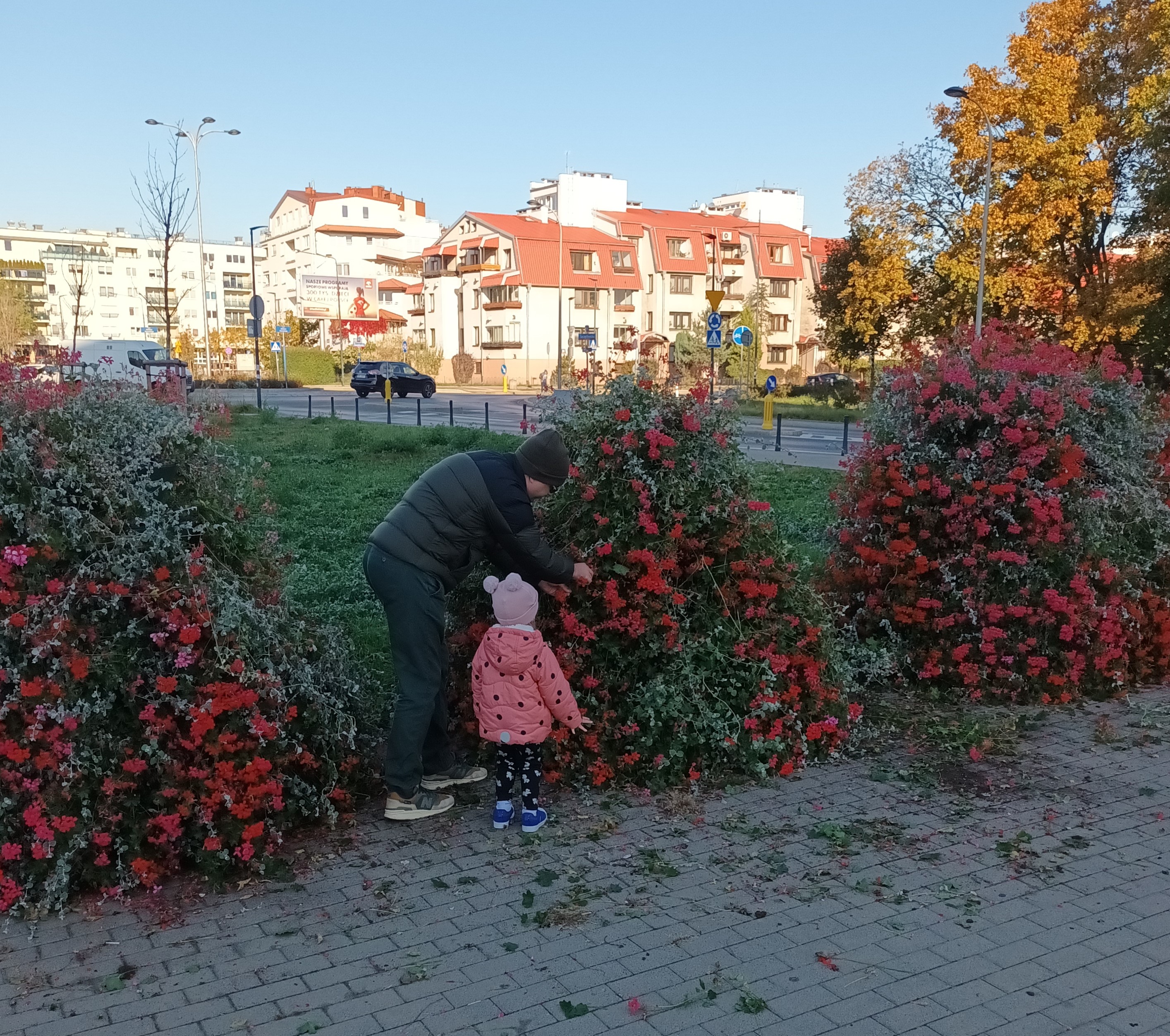 Mężczyzna z małym dzieckiem wybiera kwiaty, które rosną na piętrowej konstrukcji na pętli autobusowej, w tle ulica