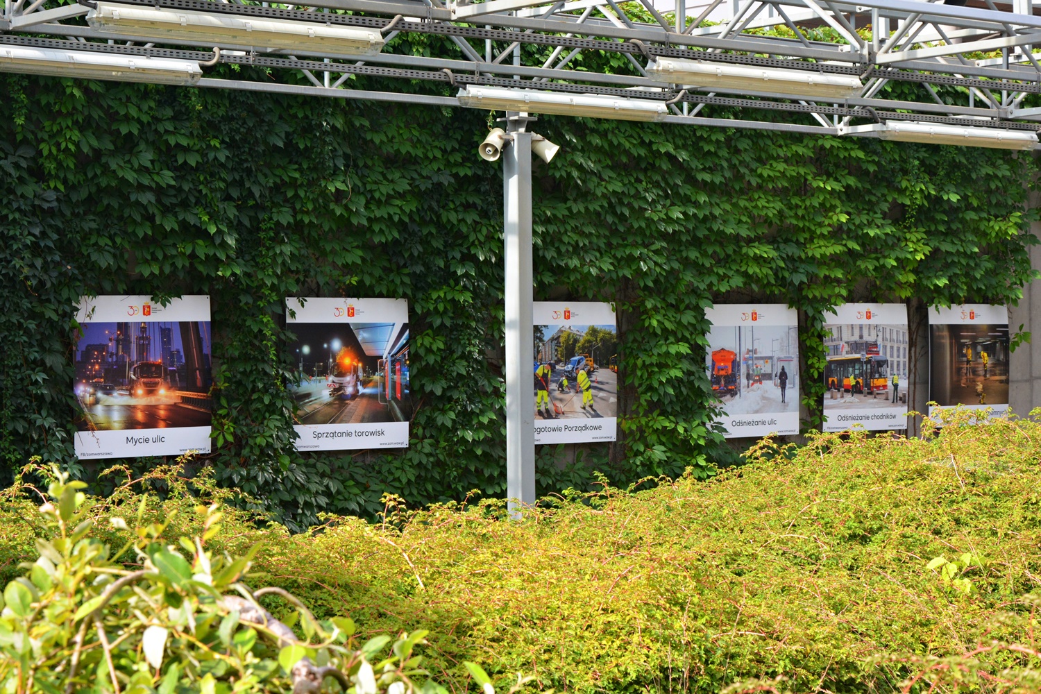 Zdjęcia z prac porządkowych Zarządu Oczyszczania Miasta w galerii plenerowej, zaprezentowane na ścianie porośniętej wijącą rośliną