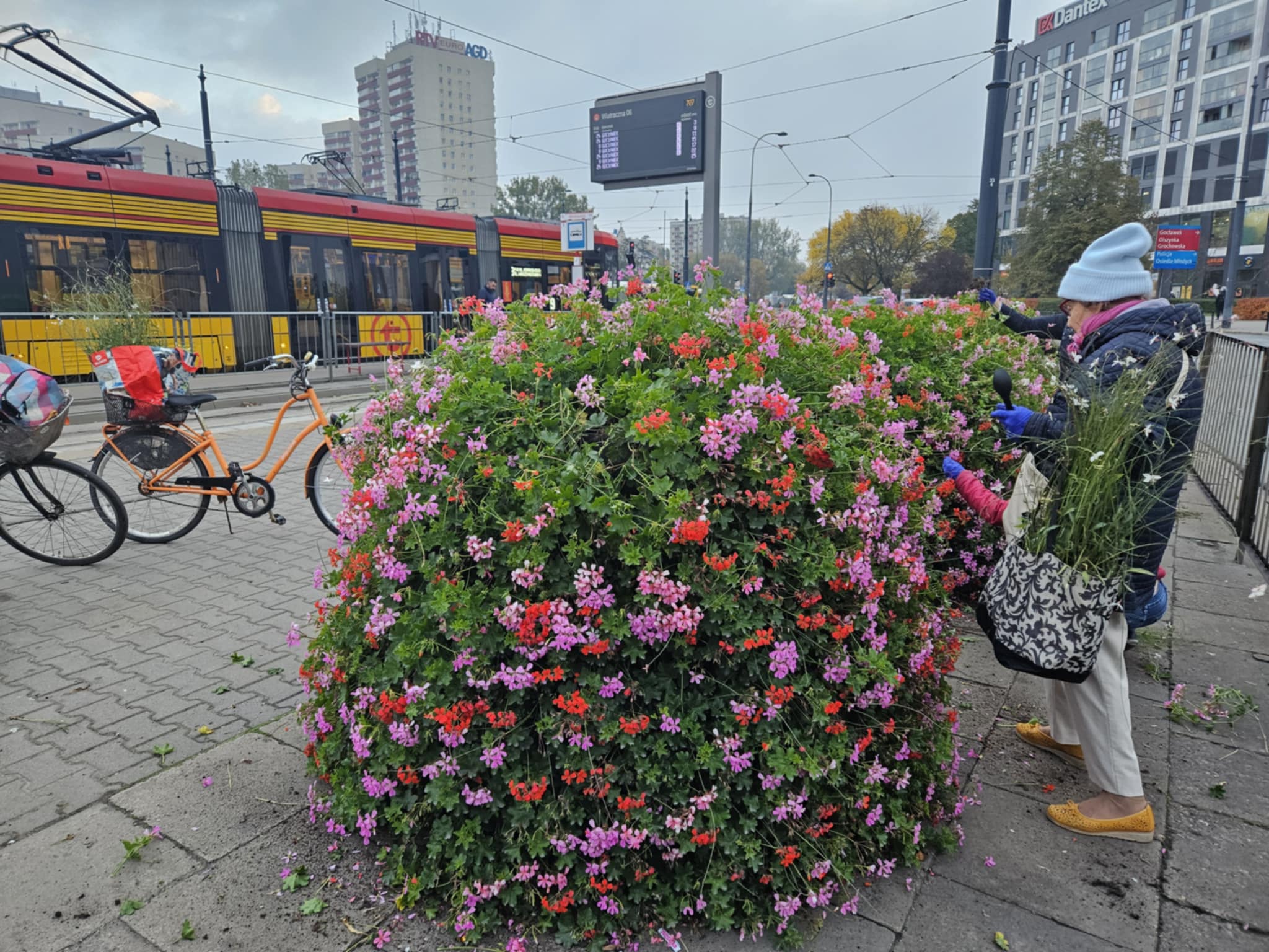 Kobiety wybierają kwiaty na kwietnikach, w tle tramwaj