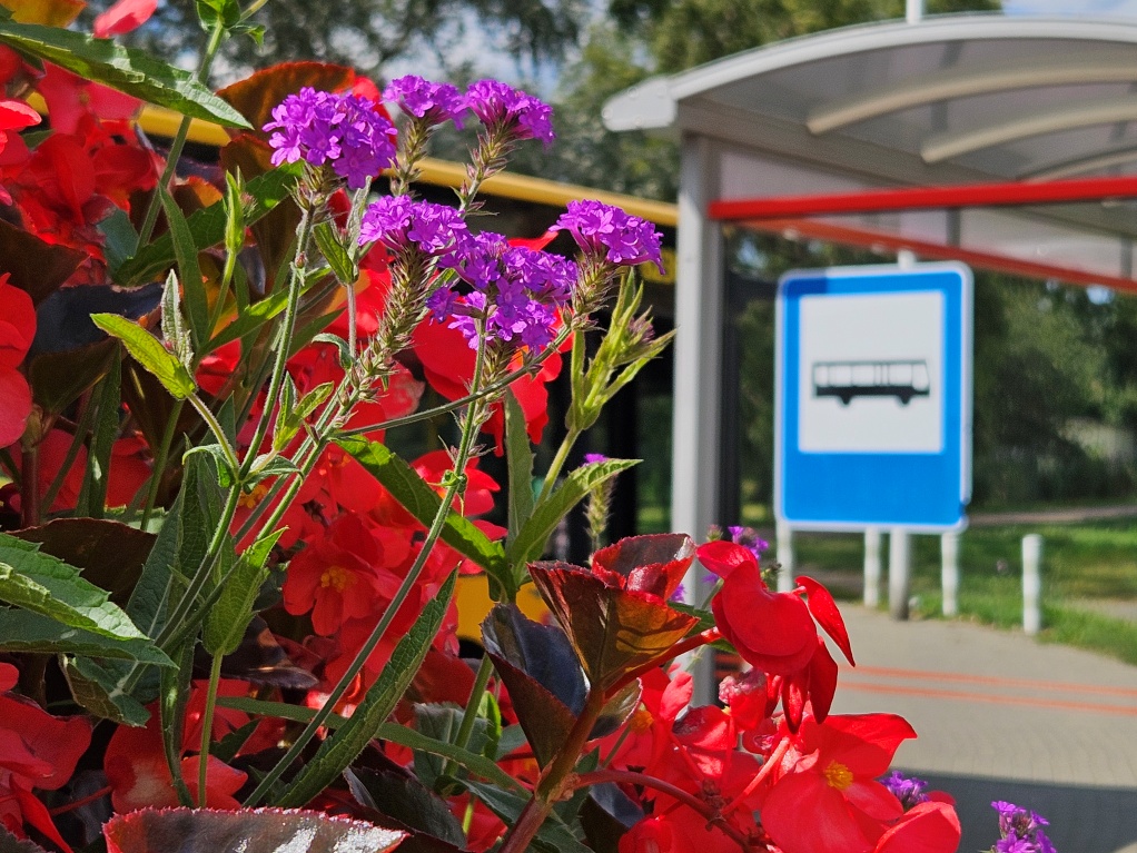 Czerwone begonie i fioletowe werbeny, w tle przystanek autobusowy