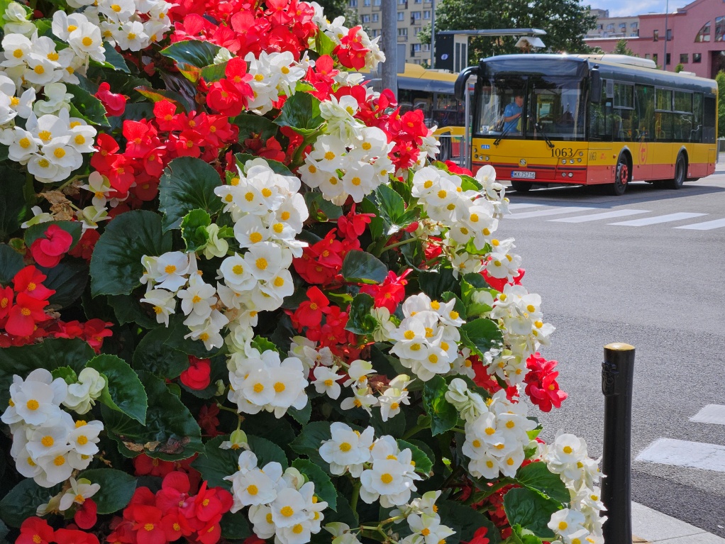Białe i czerwone begonie na pierwszym planie, w tle autobus na pętli autobusowej