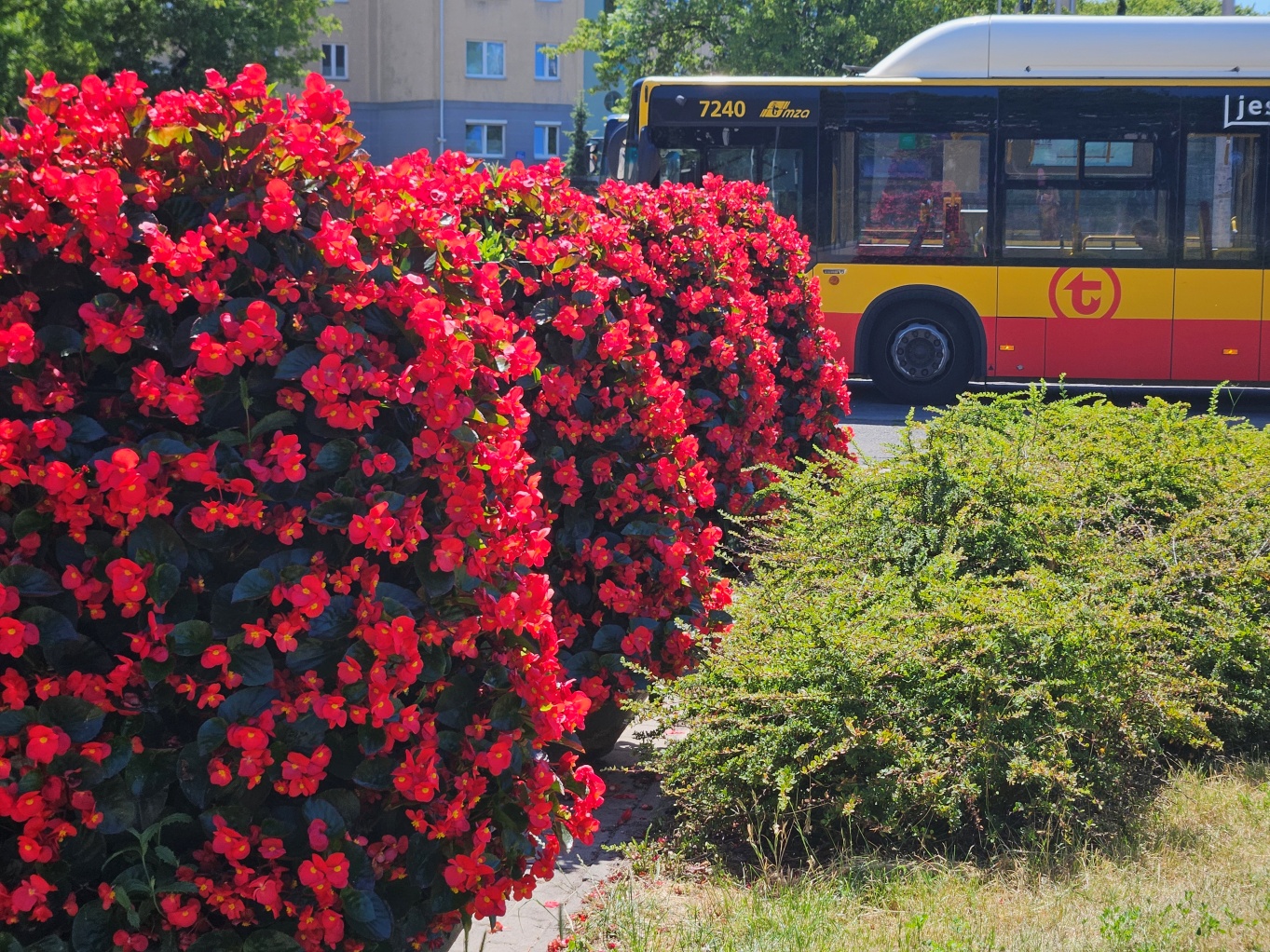Kwietniki z czerwonymi begoniami ustawionymi w rzędzie, w tle autobus