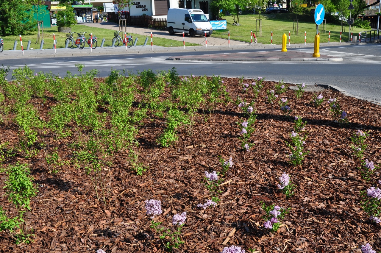 Do upiększenia okolic dworca wybrano krzewy bzu i jaśminu o kwiatach charakteryzujących się słodkim zapachem Fot. Zarząd Oczyszczania Miasta
