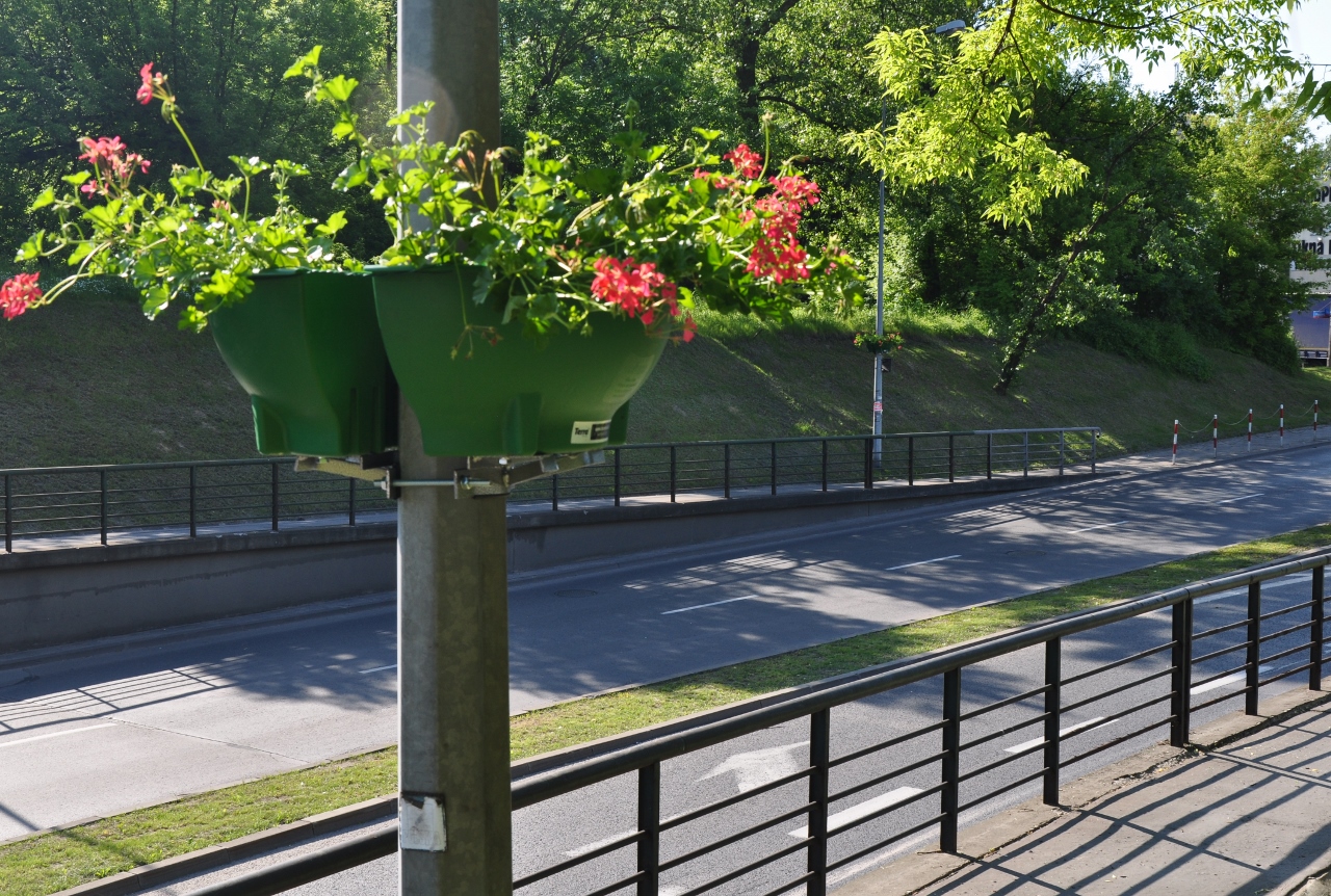 Koszyczki z różowymi pelargoniami wiszą na latarniach Fot. Zarząd Oczyszczania Miasta