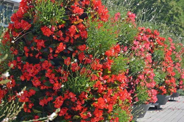 Czerwone begonie w wieżach kwiatowych
