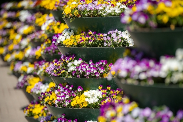 Kolorowe bratki w wieżach kwiatowych