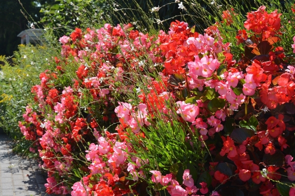 Czerwone i różowe begonie w wieżach kwiatowych